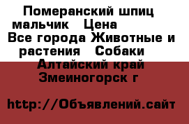 Померанский шпиц, мальчик › Цена ­ 35 000 - Все города Животные и растения » Собаки   . Алтайский край,Змеиногорск г.